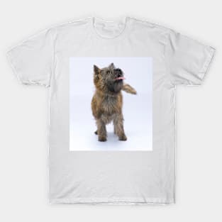Cairn Terrier 2 T-Shirt